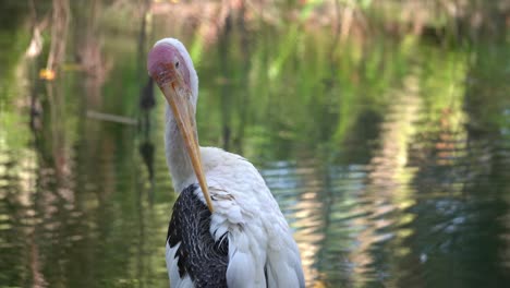 Asian-openbill-stork-bird-clean-its-black-feather